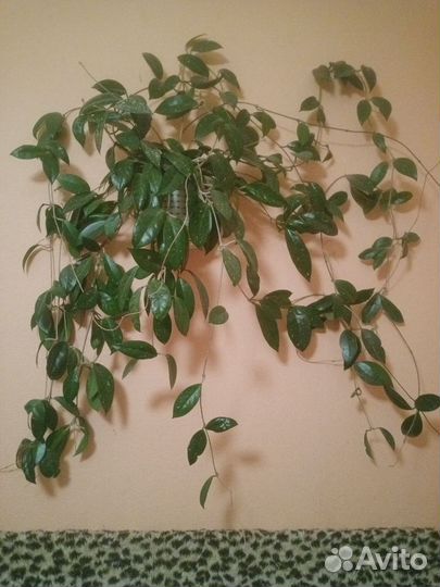 Комнатные растения и их укорененные отростки