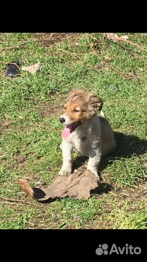 Отдам в добрые руки