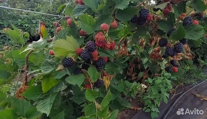 Ежевика саженцы