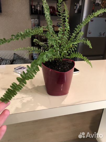 Папоротник