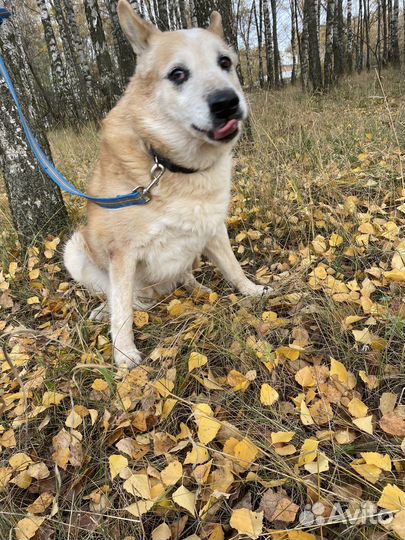 Собаки из приюта в добрые руки