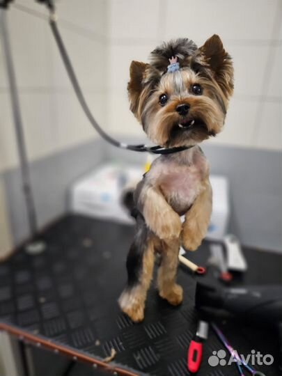 Йоркширский терьер щенки бронь