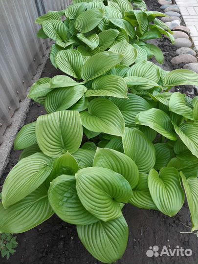 Хоста Функия