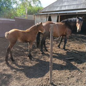 Кобыла из службы такси устраивает одиночный секс в машине