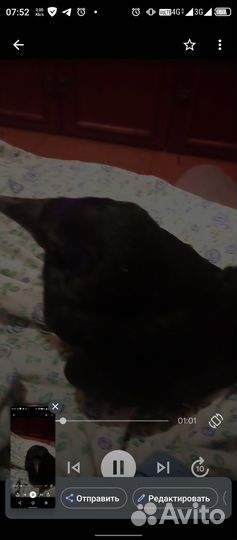 Нашел грачёнка