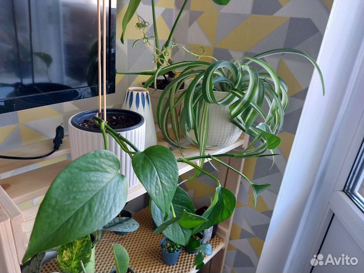 Сциндапсус эпипремнум