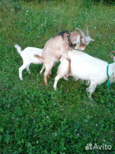 Коза дойная третий окот, козленок и козочка 6мес