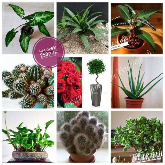 Наборы комнатных растений