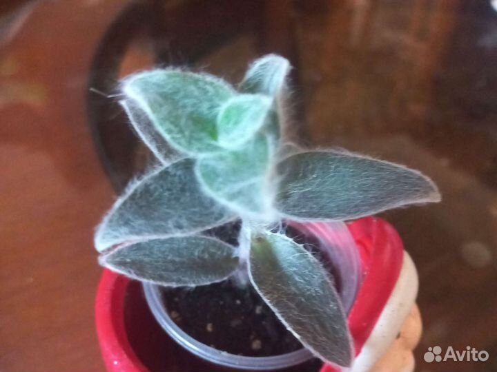 Традесканция, сингониумы и много другого