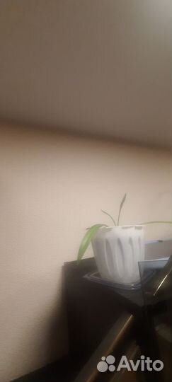 Хлорофитум