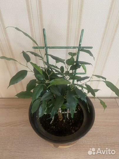 Фикус бенджамина