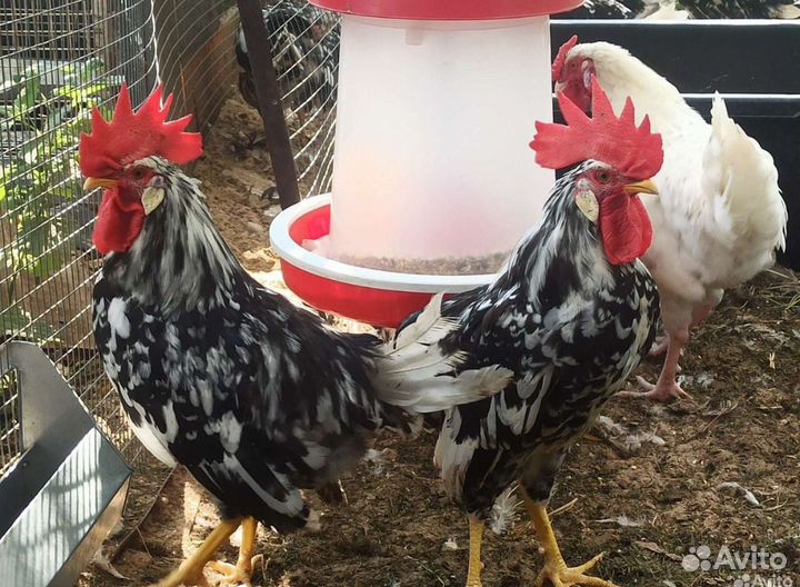 Пушкинская кучинская и легорн