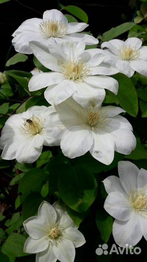 Клематисы многолетние цветы