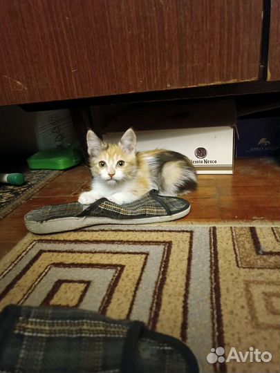 Трёхцветная девочка в добрые руки