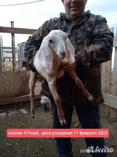 Дойная коза, козёл на племя, козлята Нубийские