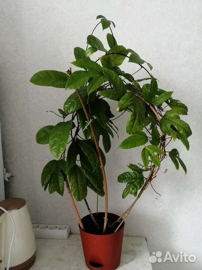 Пассифлора