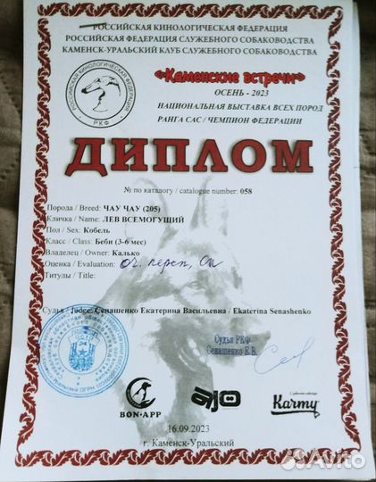 Чау чау мальчик