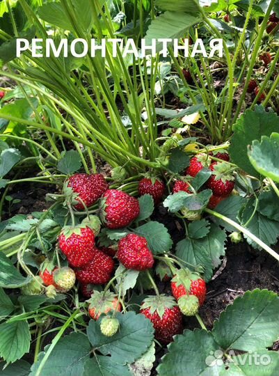 Рассада клубники. Рассада земляники