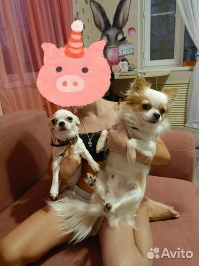 Щенки чихуахуа мини