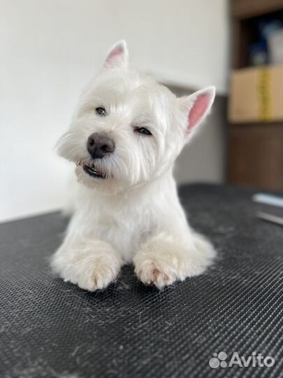 Стрижка животных