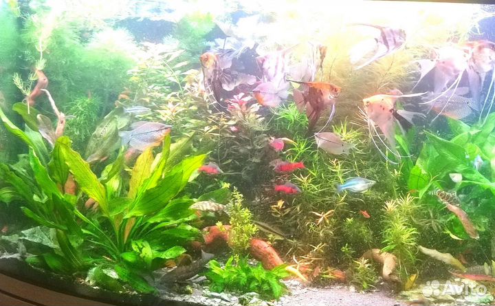 Аквариумные рыбки