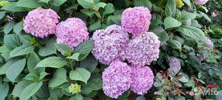 Гортензия крупнолистная Бесконечное лето