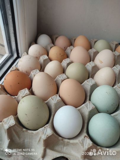 Инкубационные яйца кур несушек