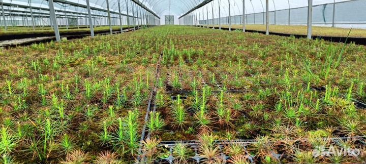 Саженцы сосны зкс в розницу