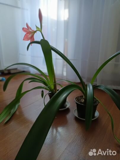 Гиппеаструм