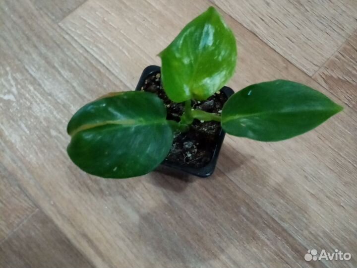 Филодендрон вайт визард