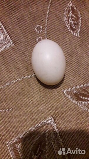 Яйцо домашнее куриное