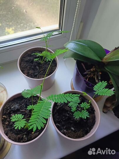 Мимоза стыдливая