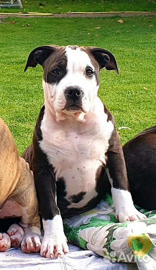 Амстафф щенок девочка