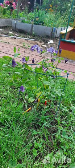 Садовые многолетники, гвоздики