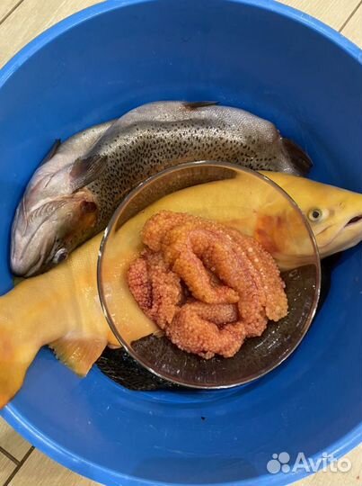 Живая форель