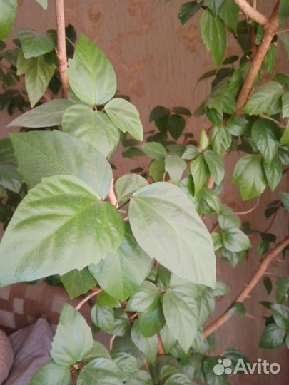 Гибискус китайская роза, дерево