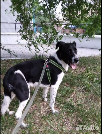 Щенок помесь спаниеля