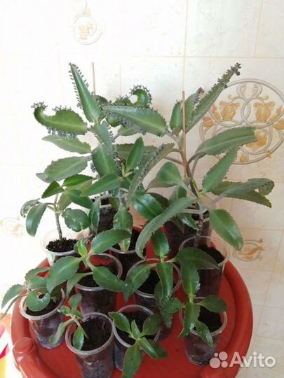 Каланхоэ лечебный