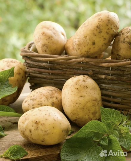 Продам картофель оптом