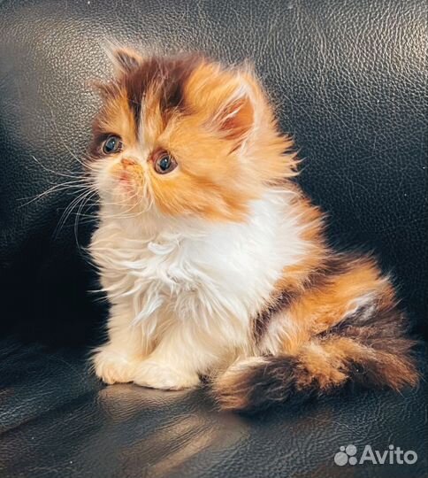 Персидская кошечка