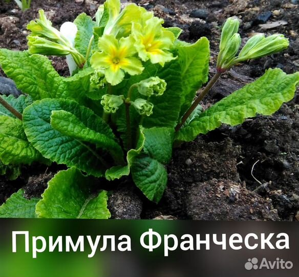 Многолетники