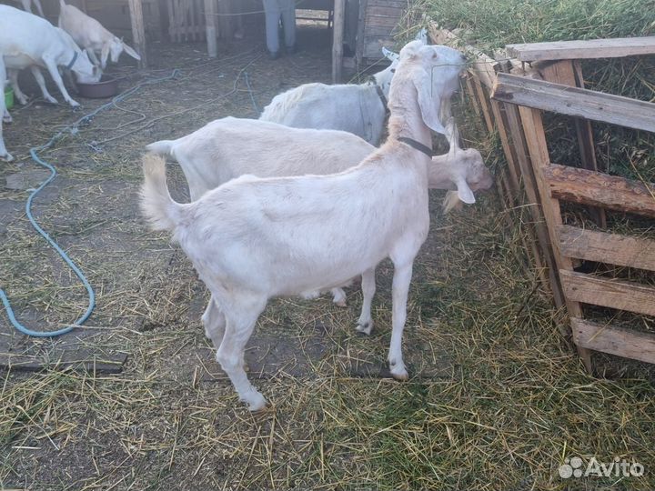 Козы разных пород