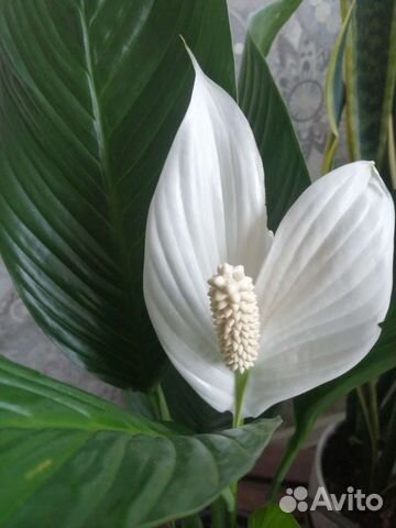 Спатифиллум королевский сортовой, сильвер
