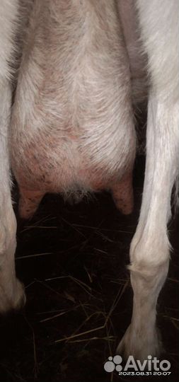 Зааненская коза