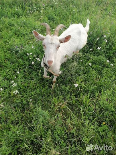 Коза дойная
