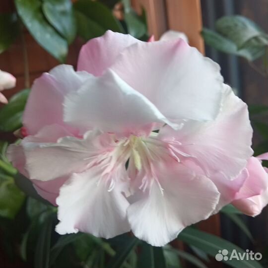 Олеандр розовый