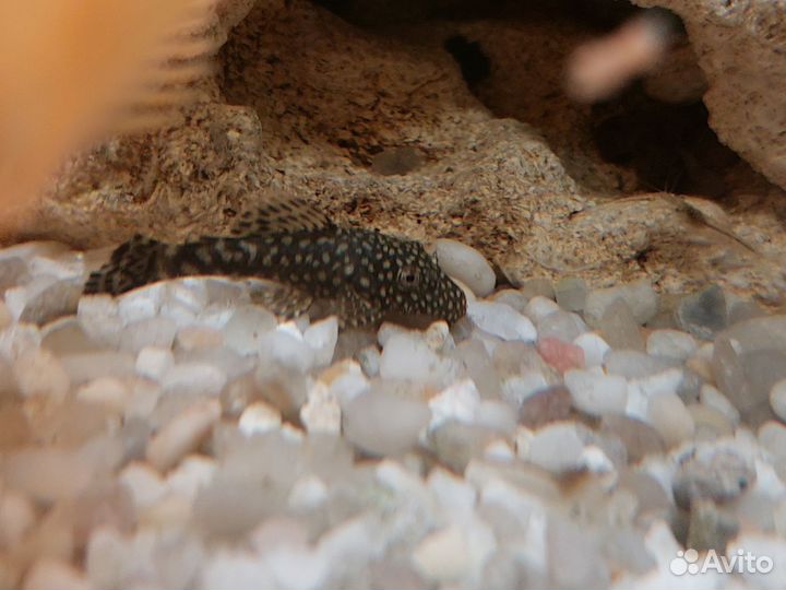 Сомики анциструсы