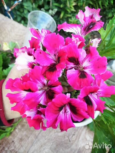 Королевская герань