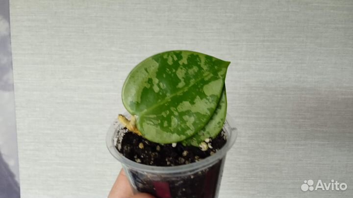 Хойя акута сплеш