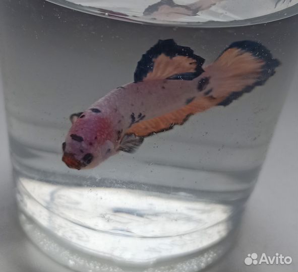 Рыбка петушок самка